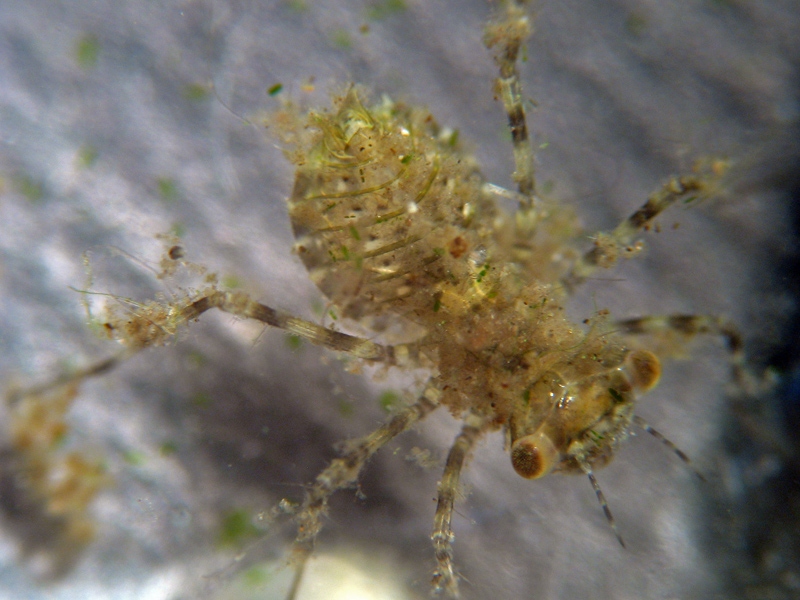 Larva di Anisottero - Crocothemis erythraea